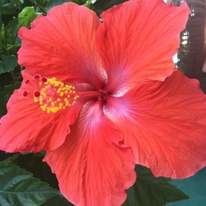 Meet your Posher, Sally