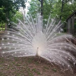 Meet your Posher, Peggy