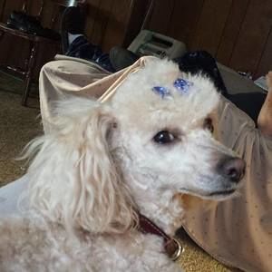 Meet your Posher, Michele