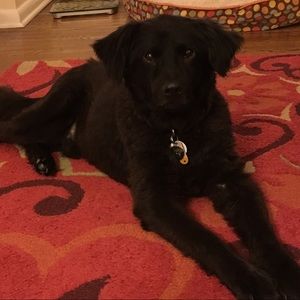 Meet your Posher, Carrie