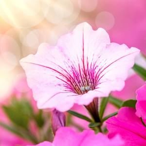 Meet your Posher, Loretta kay