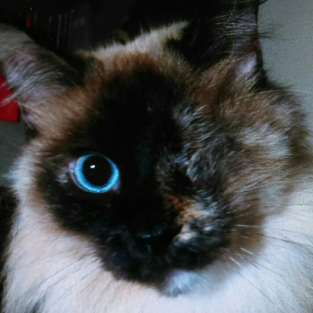 Meet your Posher, Cynthia