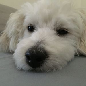 Meet your Posher, Yu jung