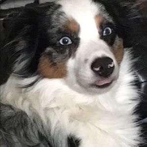 Meet your Posher, Peyton