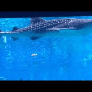 Meet your Posher, Claudia