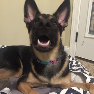 Meet your Posher, Morgan