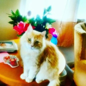 Meet your Posher, Sharon