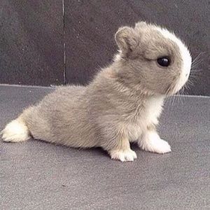 Meet your Posher, Paige