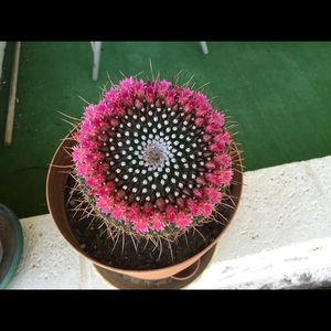 Meet your Posher, Kris