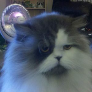 Meet your Posher, Jill