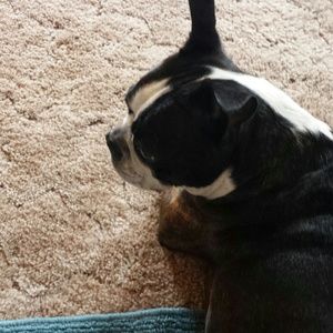 Meet your Posher, Bertha