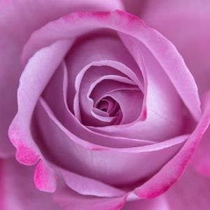 Meet your Posher, Jane