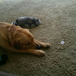 Meet your Posher, Angel