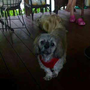 Meet your Posher, Ivy