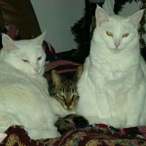 Meet your Posher, Dani - Picture 3 of 4