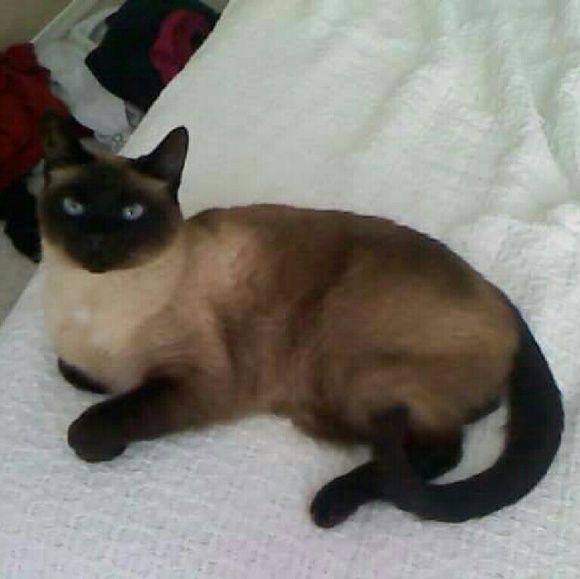 Meet your Posher, Dani - Picture 4 of 4