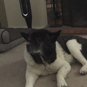 Meet your Posher, Allie