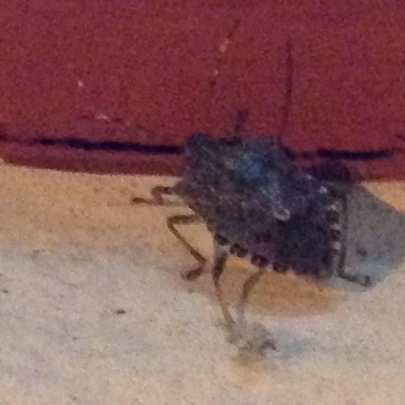 Meet your Posher, Audrey