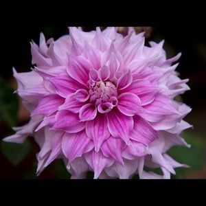 Meet your Posher, Mayra