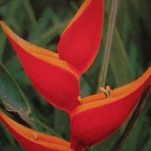 Meet your Posher, Luz