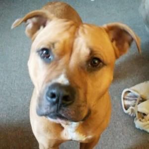 Meet your Posher, Patty