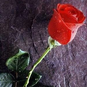 Meet your Posher, Charity