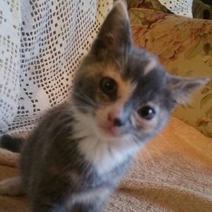 Meet your Posher, Cherry