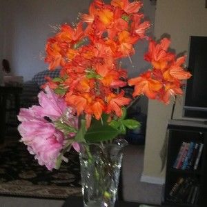 Meet your Posher, Marcella