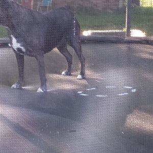 Meet your Posher, Amber