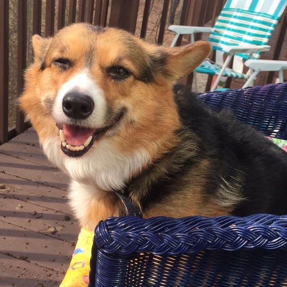 MAKE ME AN OFFER! 🐶