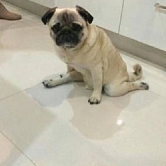 PUGS PUGS PUGS PUGS - Picture 2 of 4