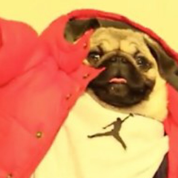 PUGS PUGS PUGS PUGS - Picture 3 of 4