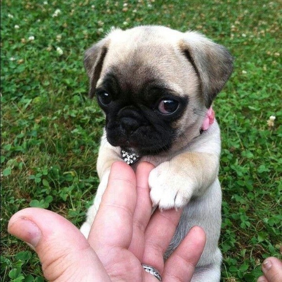 PUGS PUGS PUGS PUGS - Picture 4 of 4