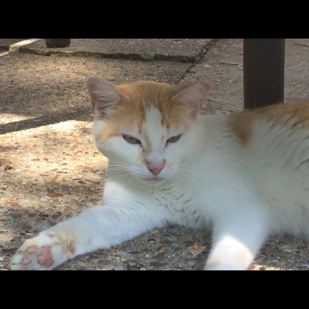 Posh Mentor!  MAKE AN OFFER!