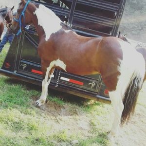 Meet your Posher, Annie