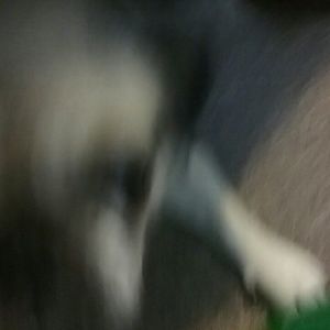 Meet your Posher, Rosa