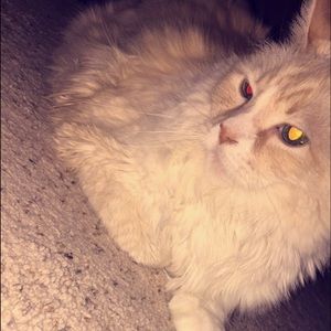 Meet your Posher, Alanna