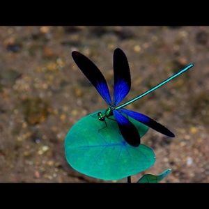 Meet your Posher, Lori