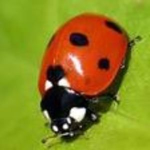 Meet your Posher, Elsa