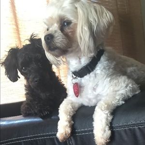 Meet your Posher, Bernadette