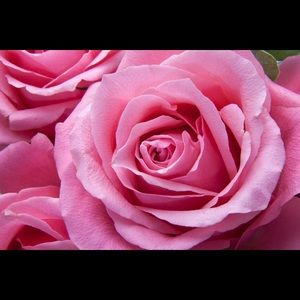 Meet your Posher, Carol