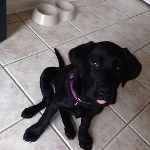 Meet your Posher, Dia