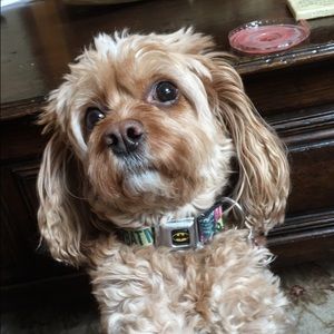 Meet your Posher, Sydney