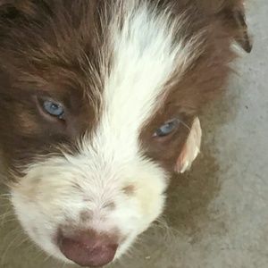 Meet your Posher, Sydney