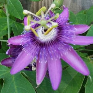 Meet your Posher, Cathy