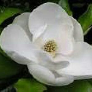 Meet your Posher, Dinorah