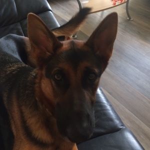 Meet your Posher, Petra