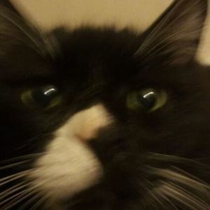 Meet your Posher, Charlotte