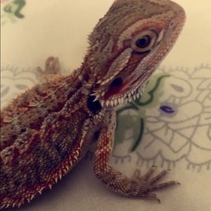 Meet your Posher, Lorraine