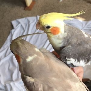 Meet your Posher, Tori